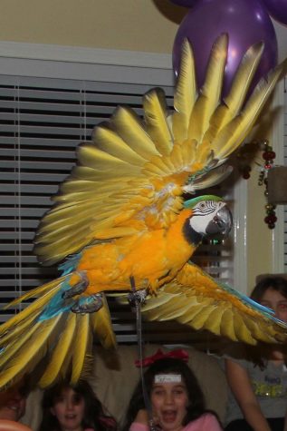 The Magic Guy - Birthday Parties